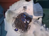 BOULDER OPAL LION